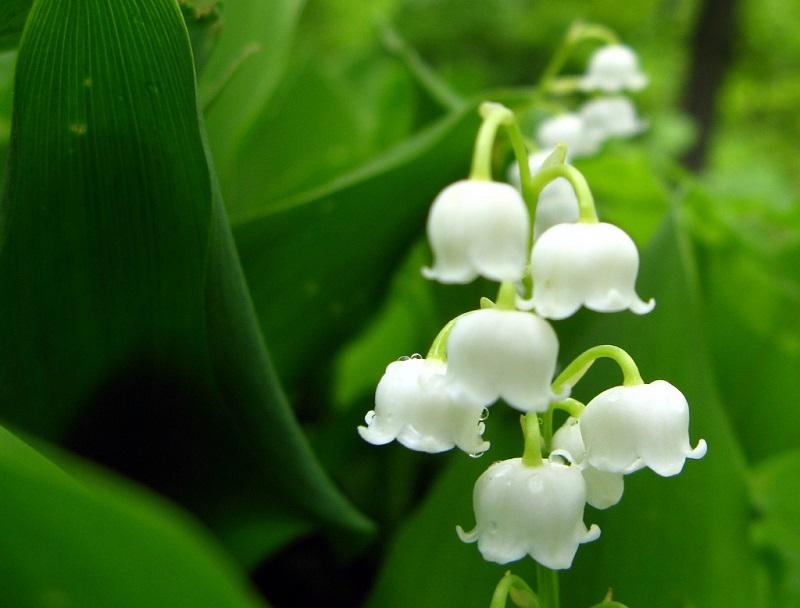 Actions Marketing Mai Muguet