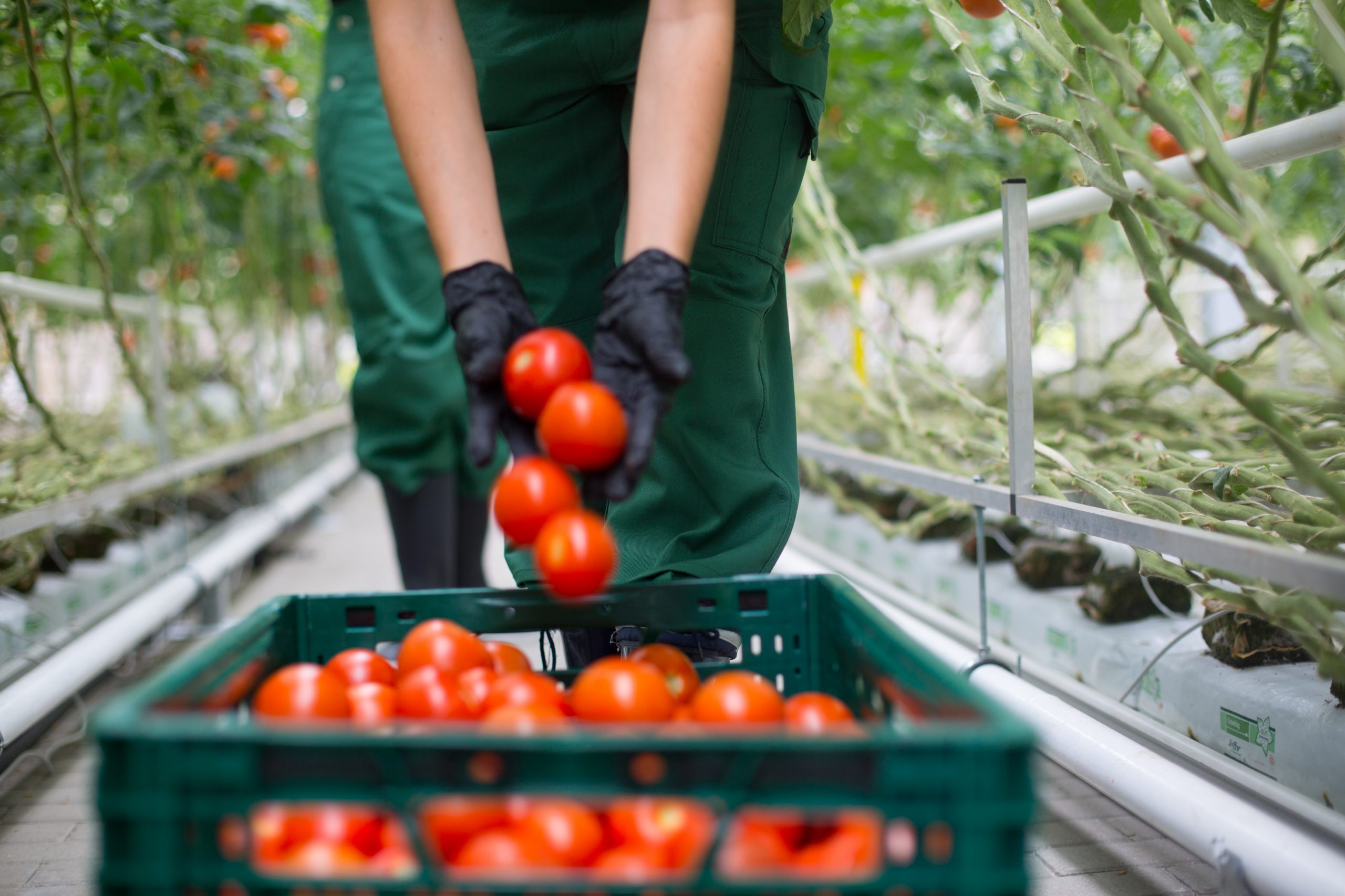 Woman Harvesting Tomatoes From Greenhouse