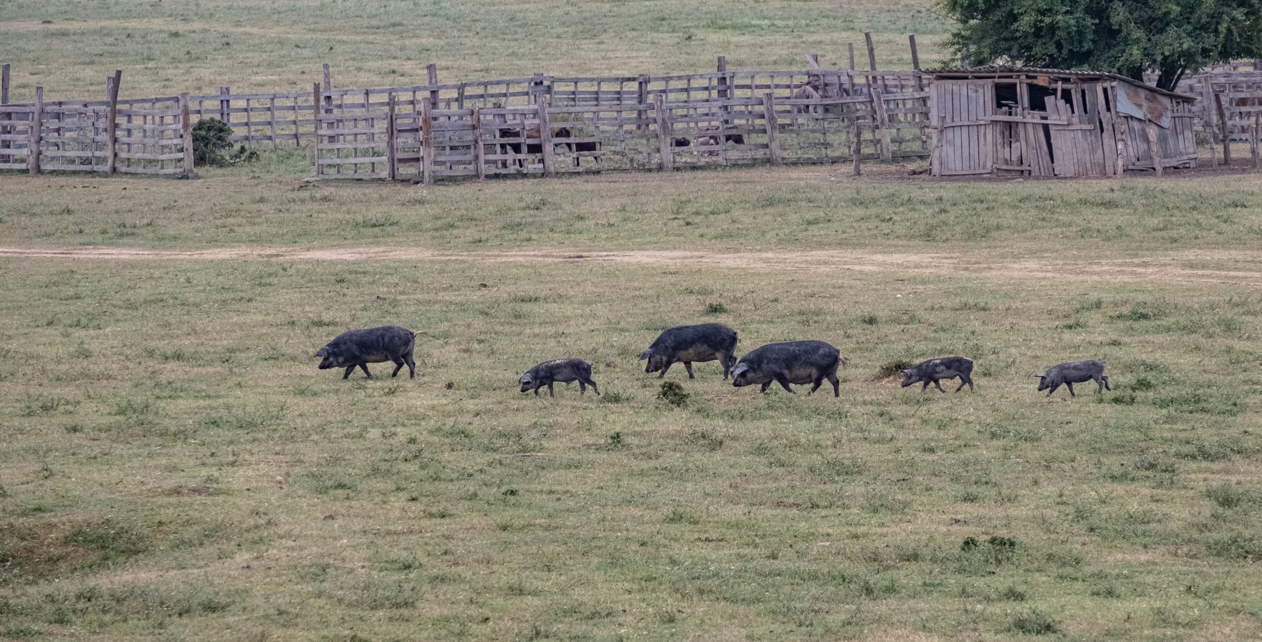 Porks Field Ifip